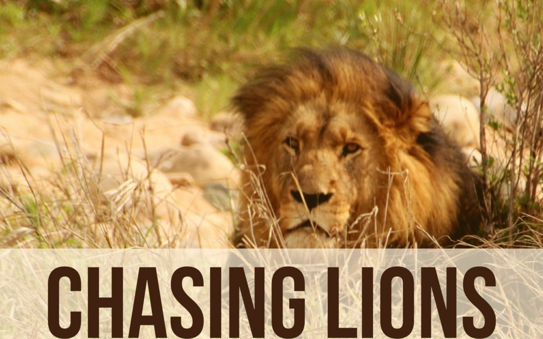 Chasing Lions!